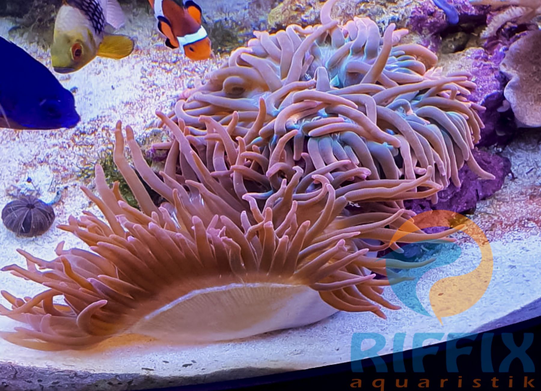Entacmaea quadricolor (Rot-Grün) Größe M